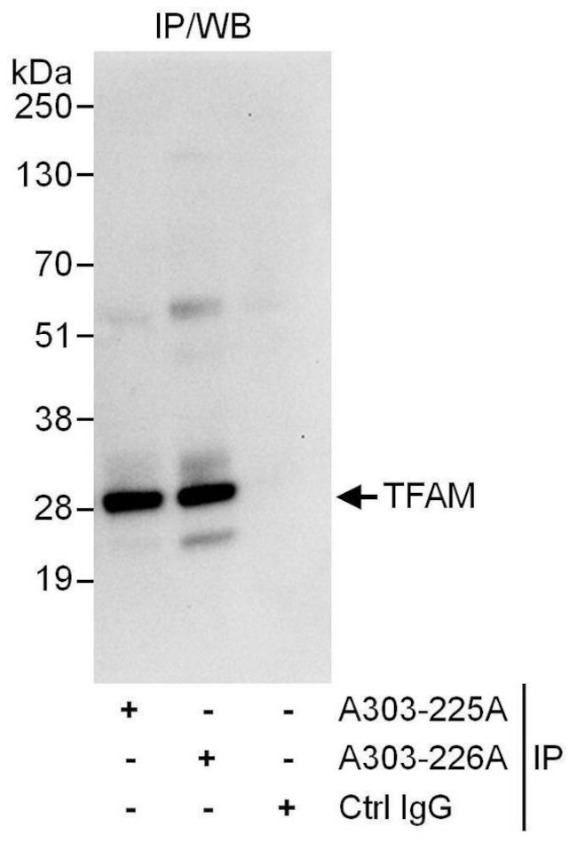 TFAM Antibody in Immunoprecipitation (IP)