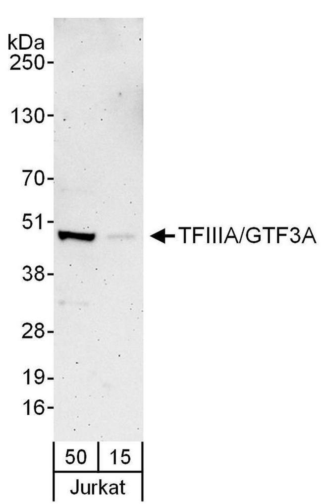 TFIIIA/GTF3A Antibody in Western Blot (WB)
