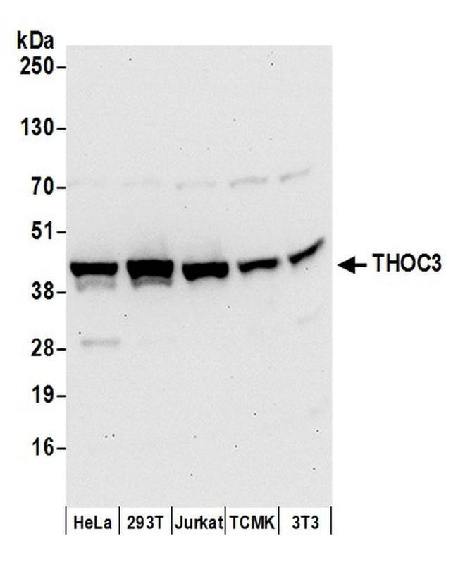 THOC3 Antibody in Western Blot (WB)