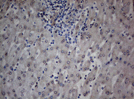 TIA1 Antibody in Immunohistochemistry (Paraffin) (IHC (P))