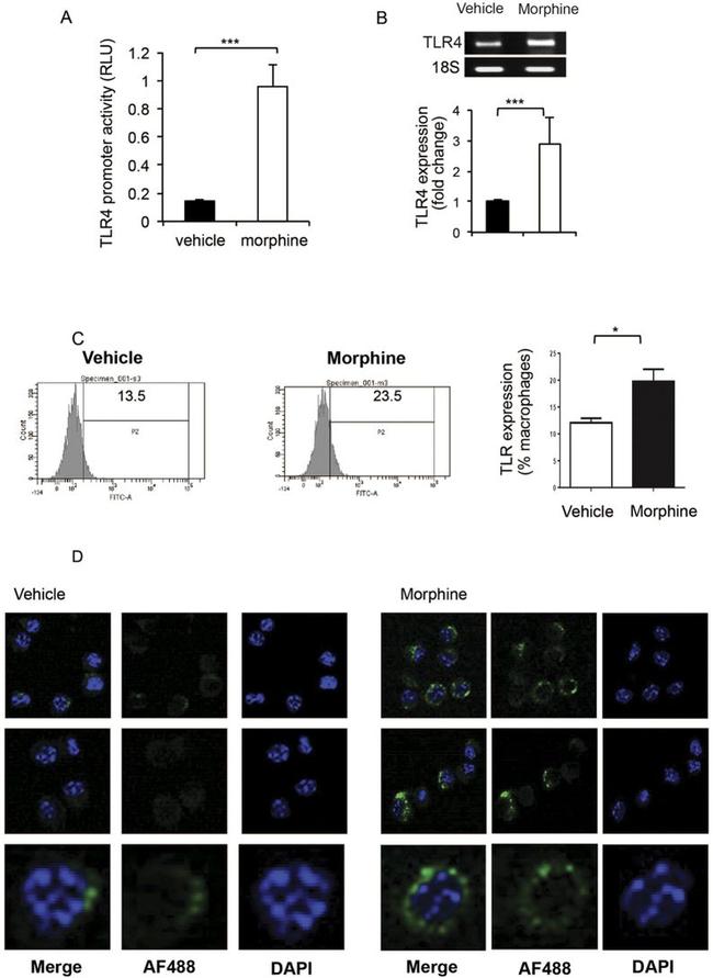 CD284 (TLR4) Antibody