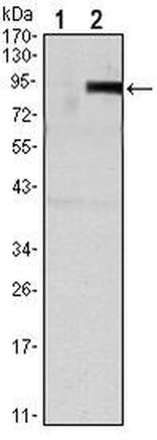 TNFRSF11B Antibody in Western Blot (WB)