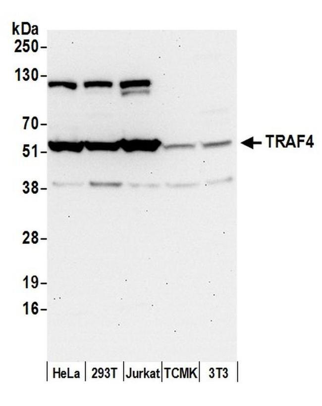 TRAF4 Antibody in Western Blot (WB)