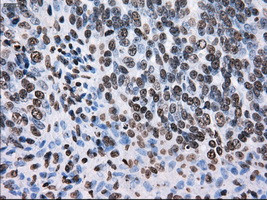 TTLL12 Antibody in Immunohistochemistry (Paraffin) (IHC (P))