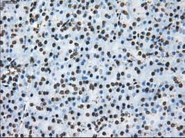 TTLL12 Antibody in Immunohistochemistry (Paraffin) (IHC (P))