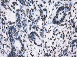 TTLL12 Antibody in Immunohistochemistry (Paraffin) (IHC (P))