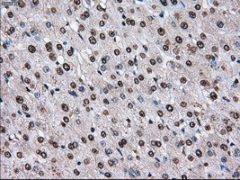 TTLL12 Antibody in Immunohistochemistry (Paraffin) (IHC (P))