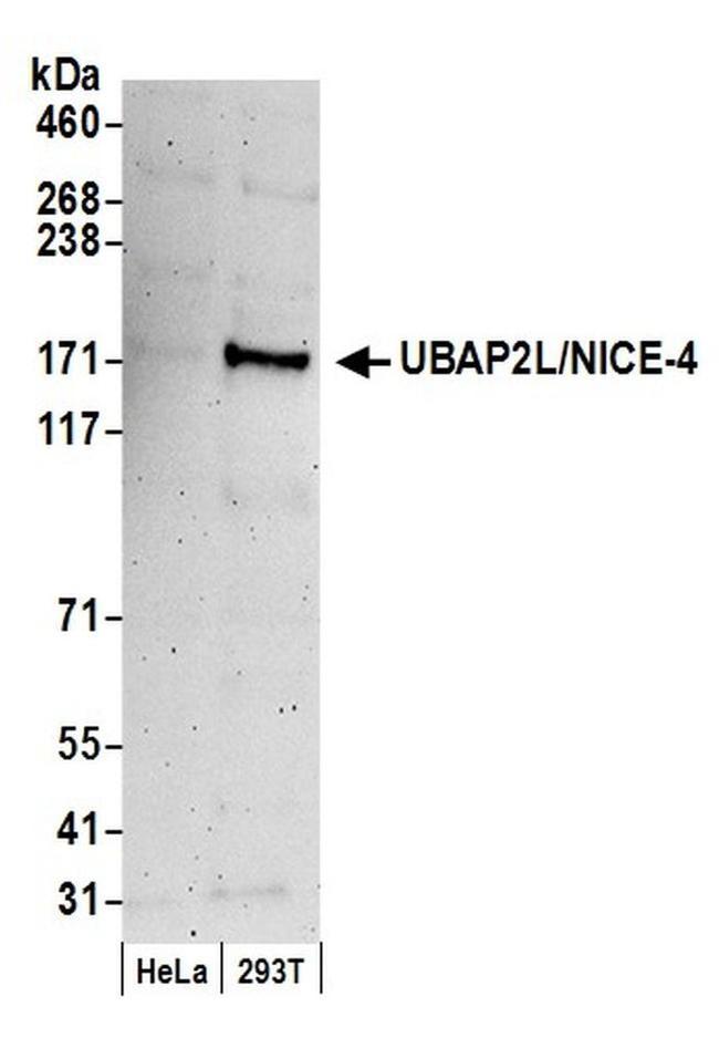 UBAP2L/NICE4 Antibody in Western Blot (WB)