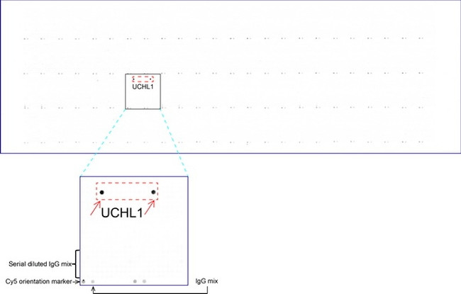 UCHL1 Antibody in Peptide array (ARRAY)