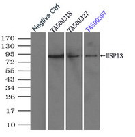 USP13 Antibody in Immunoprecipitation (IP)