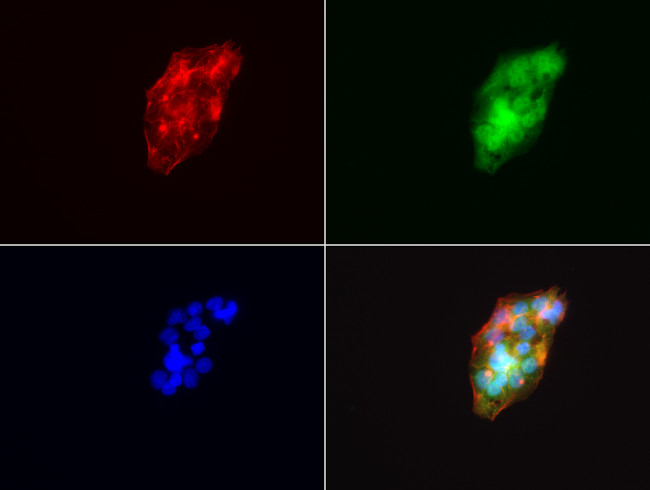 VSNL1 Antibody in Immunocytochemistry (ICC/IF)