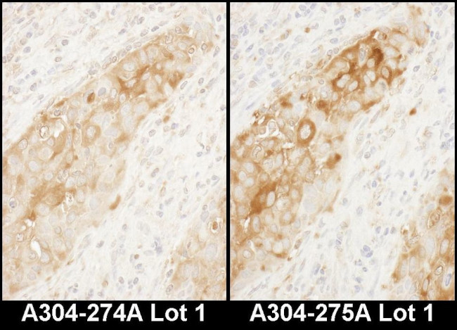 WARS Antibody in Immunohistochemistry (IHC)