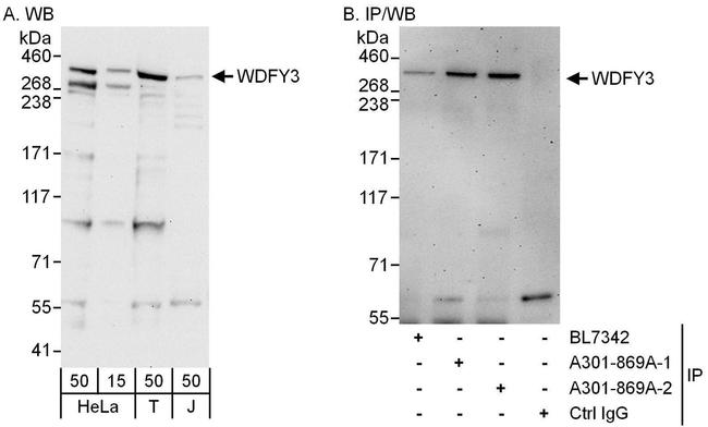 WDFY3 Antibody in Western Blot (WB)