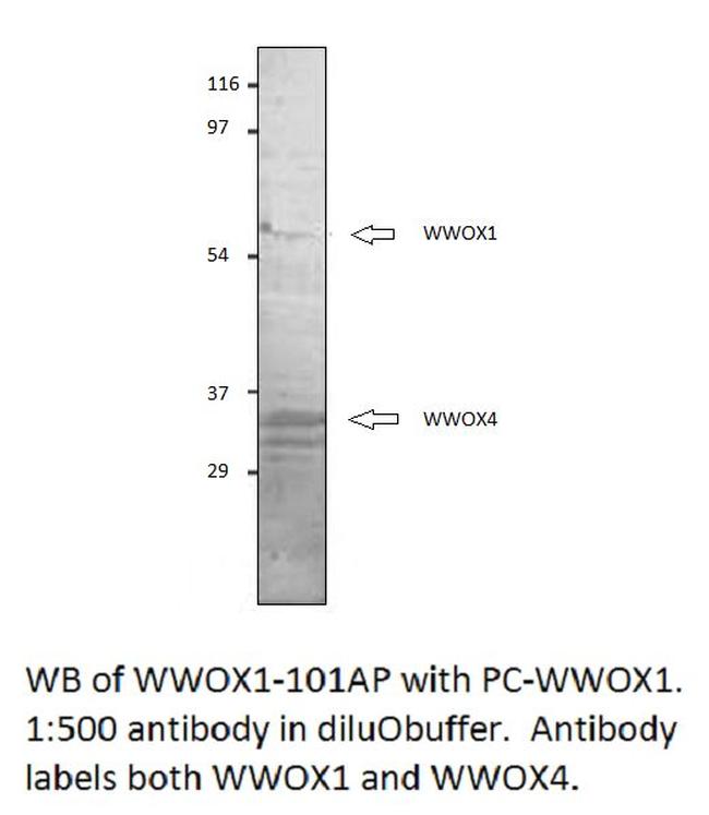 WWOX 1 + 4 Antibody in Western Blot (WB)