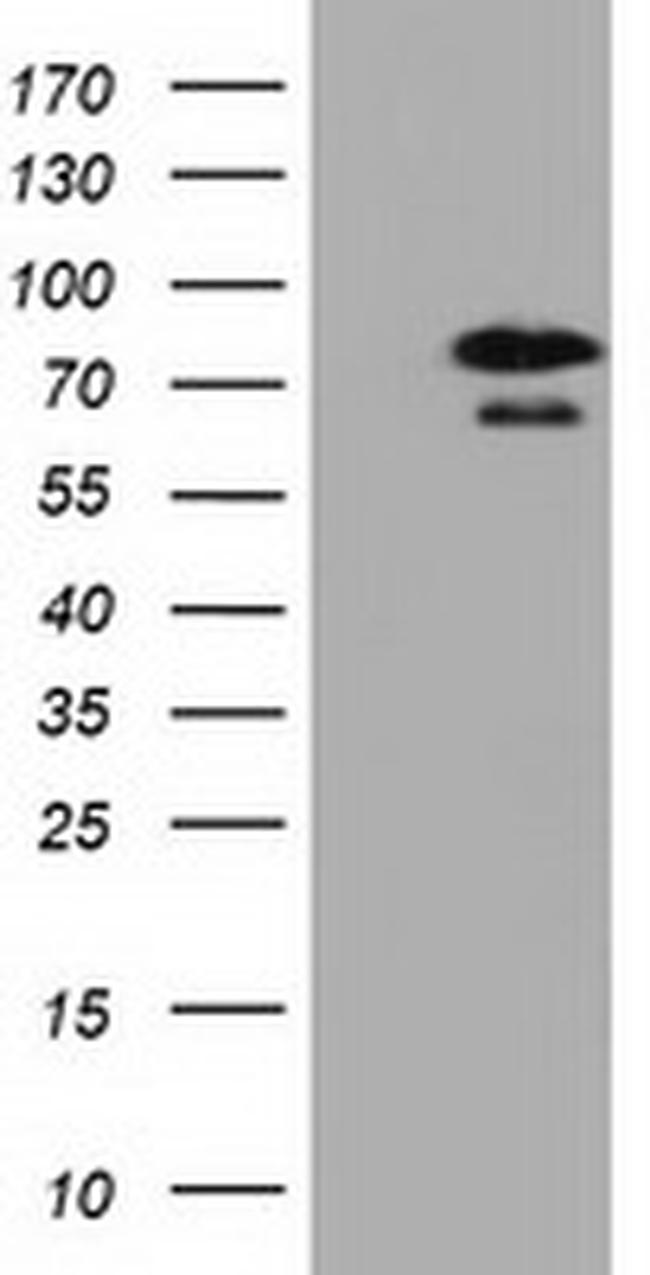 XRCC1 Antibody in Western Blot (WB)