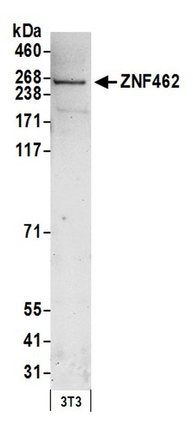 ZNF462 Antibody in Western Blot (WB)