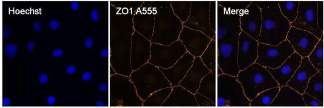 ZO-1 Antibody in Immunocytochemistry (ICC/IF)