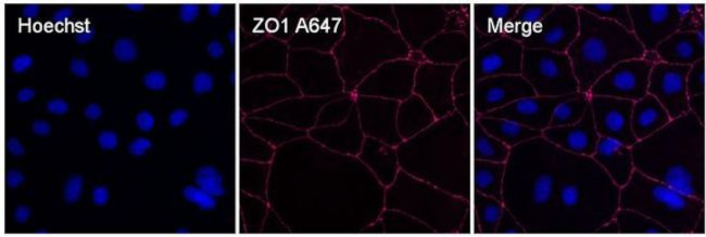 ZO-1 Monoclonal Antibody (ZO1-1A12), Alexa Fluor™ 647 (MA3-39100-A647)