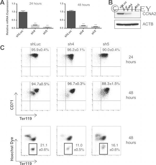 CD71 (Transferrin Receptor) Antibody in Flow Cytometry (Flow)