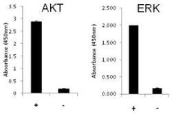 Multispecies AKT/ERK Activation InstantOne™ ELISA Kit