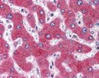 GPR77 Antibody in Immunohistochemistry (IHC)