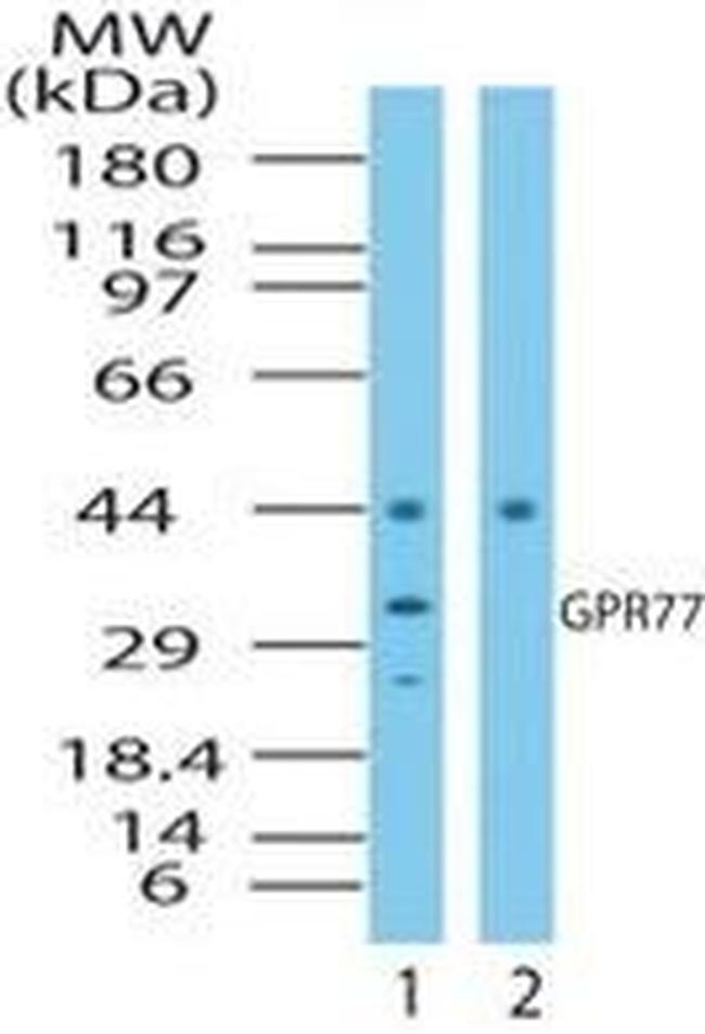 GPR77 Antibody in Western Blot (WB)