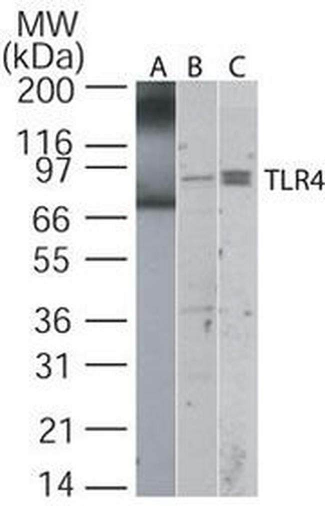 TLR4 Antibody in Western Blot (WB)