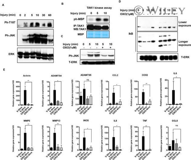 Phospho-JNK1/JNK2 (Thr183, Tyr185) Antibody in Western Blot (WB)