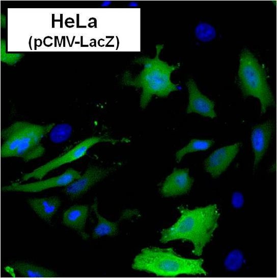 beta Galactosidase Antibody in Immunocytochemistry (ICC/IF)