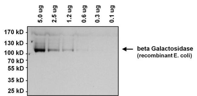 beta Galactosidase Antibody in Western Blot (WB)