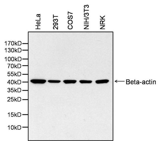 beta Actin Antibody in Western Blot (WB)