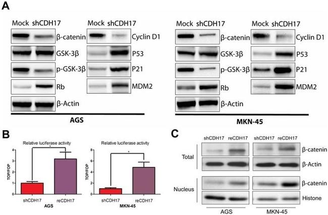 MDM2 Antibody in Western Blot (WB)