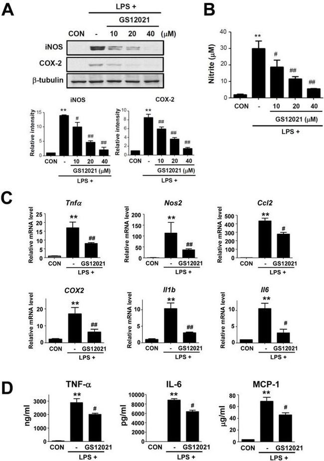 beta Tubulin Antibody in Western Blot (WB)