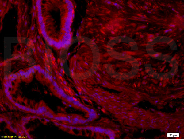 Nociceptin receptor Antibody in Immunohistochemistry (Paraffin) (IHC (P))