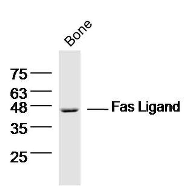 Fas Ligand Antibody in Western Blot (WB)