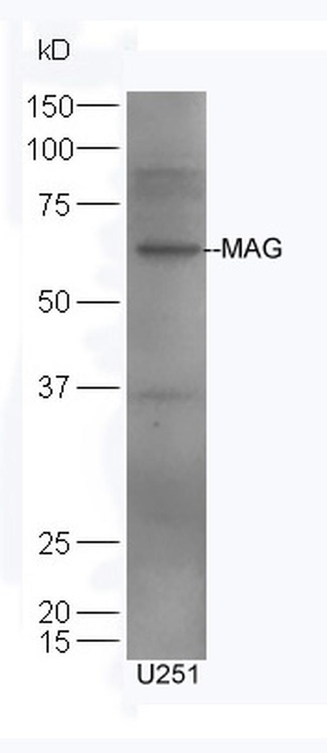 MAG Antibody in Western Blot (WB)