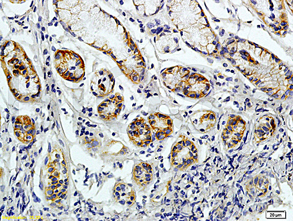 CD38 Antibody in Immunohistochemistry (Paraffin) (IHC (P))