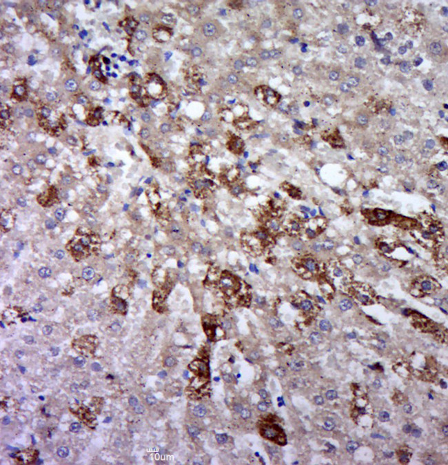 Phospho-gp130 (Ser782) Antibody in Immunohistochemistry (Paraffin) (IHC (P))