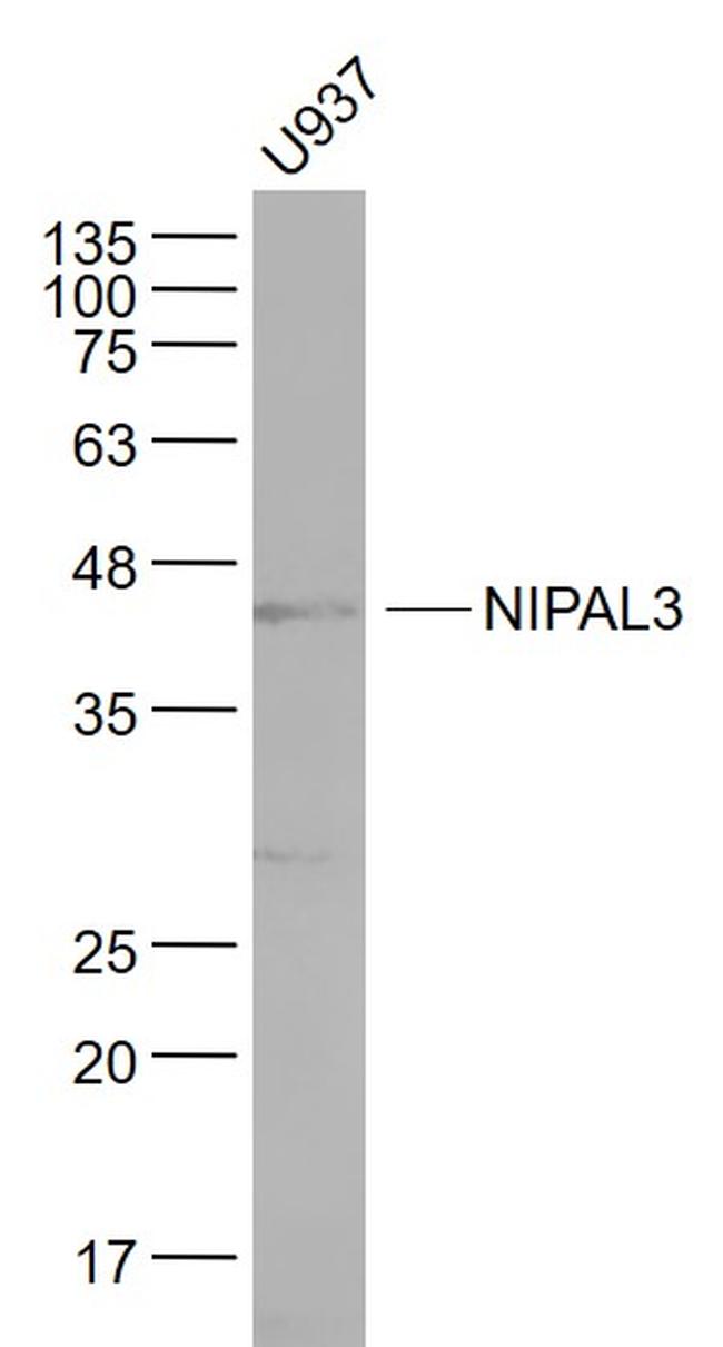 NIPAL3 Antibody in Western Blot (WB)