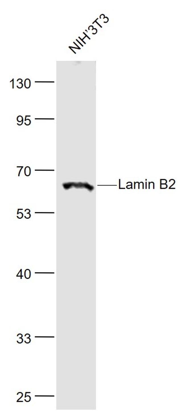 Lamin B2 Polyclonal Antibody Bs 11132r