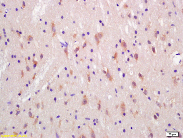 Huntingtin Antibody in Immunohistochemistry (Paraffin) (IHC (P))