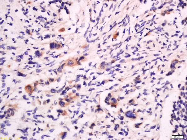 CD53 Antibody in Immunohistochemistry (Paraffin) (IHC (P))