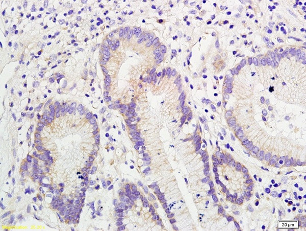 SLUG Antibody in Immunohistochemistry (Paraffin) (IHC (P))