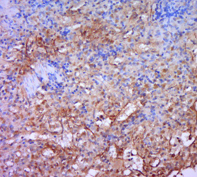 HCST Antibody in Immunohistochemistry (Paraffin) (IHC (P))