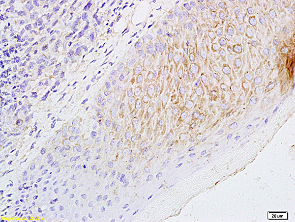 CCL21/6Ckine Antibody in Immunohistochemistry (Paraffin) (IHC (P))