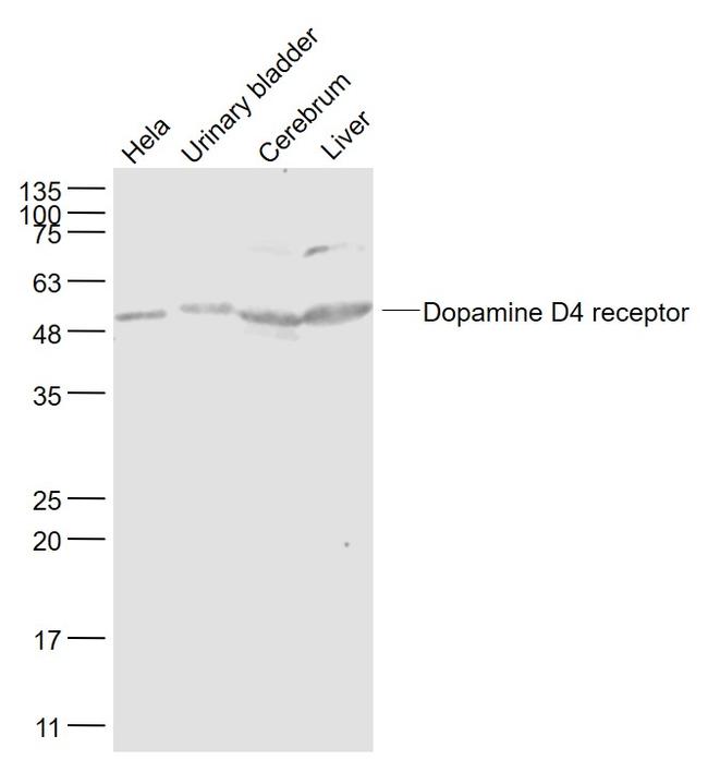 DRD4 Antibody in Western Blot (WB)