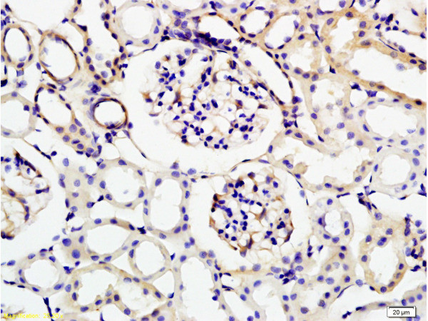 KLK1 Antibody in Immunohistochemistry (Paraffin) (IHC (P))