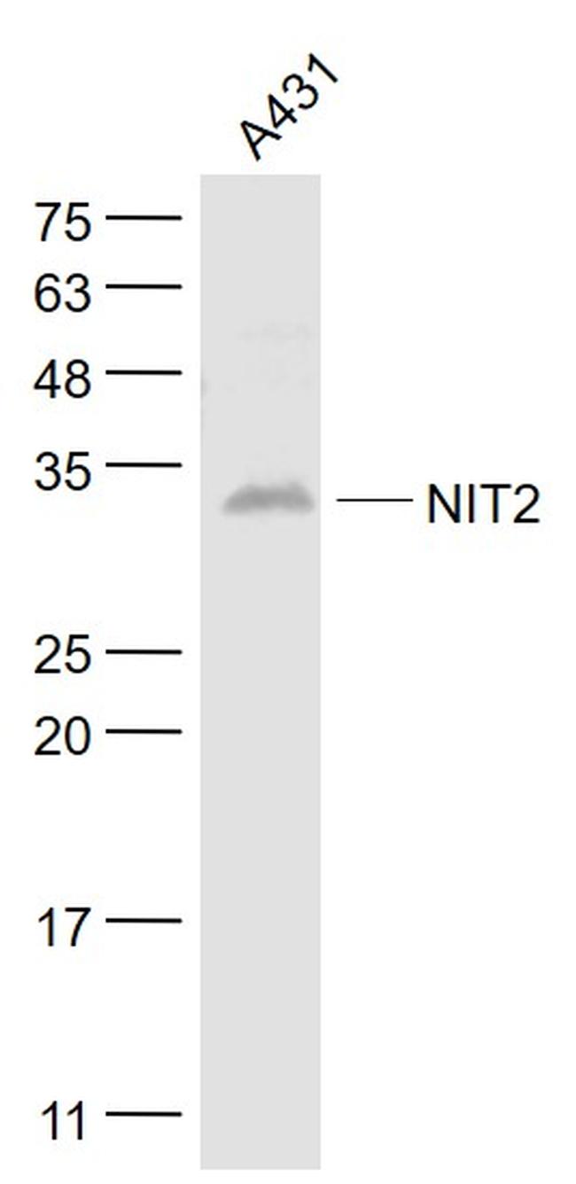 NIT2 Antibody in Western Blot (WB)