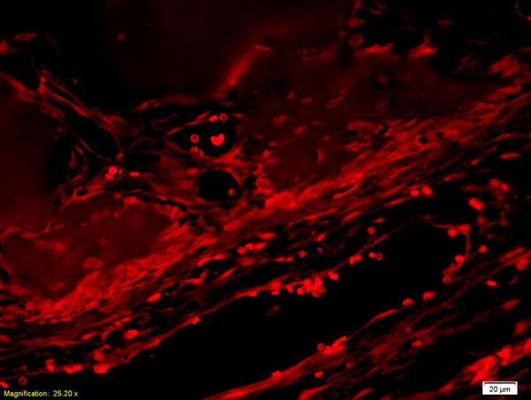 BMP7 Antibody in Immunohistochemistry (Paraffin) (IHC (P))