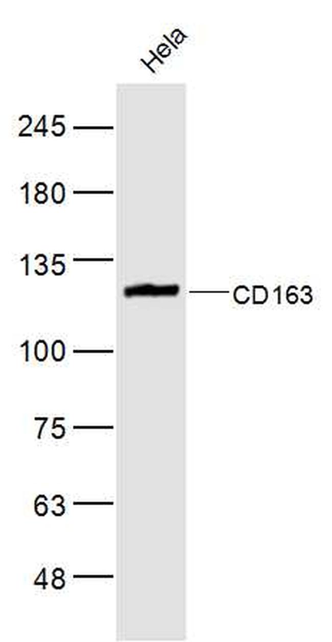 CD163 Antibody in Western Blot (WB)